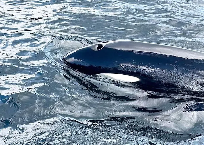 7 Person In Huglo-by Traum Ferienhaus